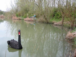 2004-04-11-Black_Swan.jpg