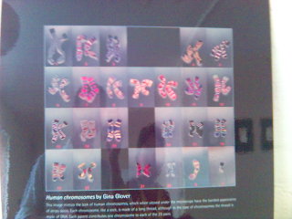 2004-06-06_Chromosomes_or_socks.jpg