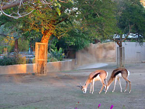 zoo_sandiego_gis_217.JPG